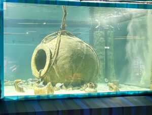 ‘L’acquario’, un museo vivente nel Museo di Egnazia. Un laboratorio didattico e di curiosità sul mondo marino