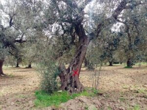Xylella: i sindaci di Carovigno, Fasano, Monopoli e Ostuni esprimono la loro soddisfazione a margine dell’incontro con l’Assessore regionale all’agricoltura Dott. Donato Pentassuglia