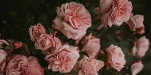 Poesia, ‘Infiniti roseti’ di Lory Disco