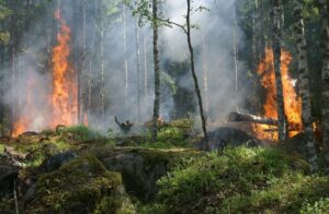 Regione Puglia: stanziati € 2,7 milioni per gli incendi boschivi